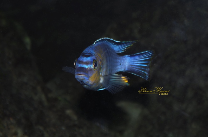 Maylandia flavifemina 'Maleri Island'